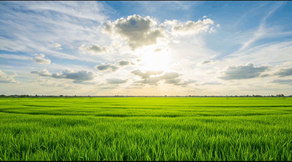 Buan-gun Farmers Association